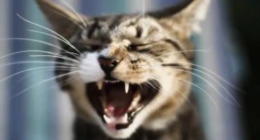 Скільки зубів у кота: діаграма щелепи дорослого кота